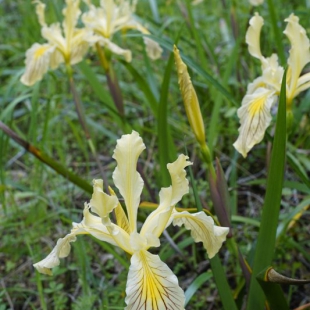 Iris chrysophylla